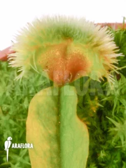 Venus Flytrap Dionaea Muscipula 'Pincushion' -Green Haven Sales Store Dionaea muscipula Pincushion 5