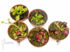 Venus Flytrap Dionaea Muscipula 'Rare Starter Package 5' -Green Haven Sales Store Dionaea muscipula Rare starter package 3