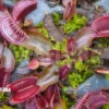 Venus Flytrap Dionaea Muscipula 'Red' 'Starter'