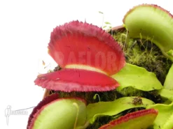 Venus Flytrap 'Dionaea Muscipula 'Space'
