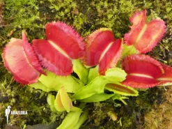 Venus Flytrap 'Dionaea Muscipula 'Space' 9 Venus Flytrap 'Dionaea Muscipula 'Space' -Green Haven Sales Store Dionaea muscipula Space 5