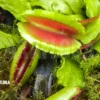 Venus Flytrap 'Dionaea Muscipula 'Space' Starter