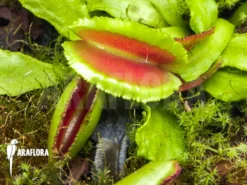 Venus Flytrap 'Dionaea Muscipula 'Space' Starter