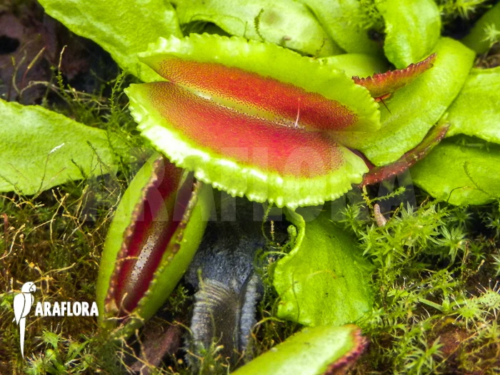 Venus Flytrap 'Dionaea Muscipula 'Space' Starter 1 Venus Flytrap 'Dionaea Muscipula 'Space' Starter