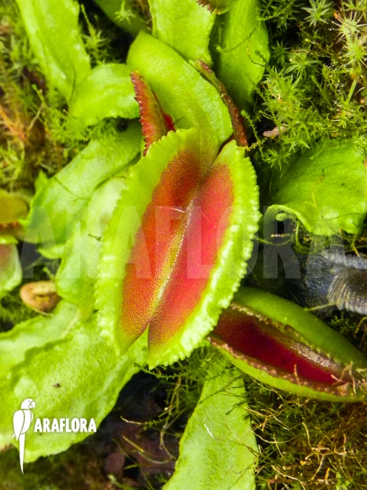Venus Flytrap 'Dionaea Muscipula 'Space' Starter 3 Venus Flytrap 'Dionaea Muscipula 'Space' Starter - Image 3