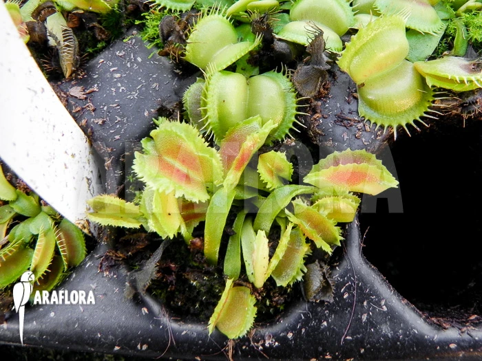Venus Flytrap 'Dionaea Muscipula 'Space' Starter 5 Venus Flytrap 'Dionaea Muscipula 'Space' Starter - Image 5
