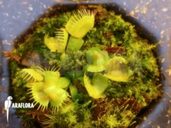 Venus Flytrap 'Dionaea Muscipula 'Spiderman'