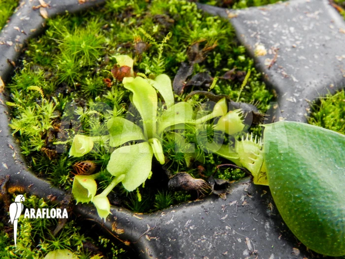 Venus Flytrap 'Dionaea Muscipula 'Spiderman' 2 Venus Flytrap 'Dionaea Muscipula 'Spiderman' - Image 2
