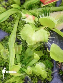 Venus Flytrap 'Dionaea Muscipula 'Spiderman' 6 Venus Flytrap 'Dionaea Muscipula 'Spiderman' -Green Haven Sales Store Dionaea muscipula Spiderman starter 4