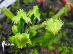 Venus Flytrap Dionaea Muscipula 'Splash' -Green Haven Sales Store Dionaea muscipula Splash 1