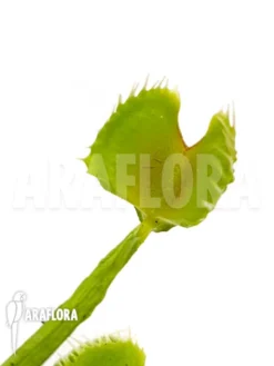 Venus Flytrap Dionaea Muscipula 'Splash' -Green Haven Sales Store Dionaea muscipula Splash 6