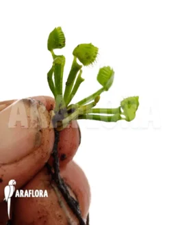 Venus Flytrap Dionaea Muscipula 'Splash' 'Medium'