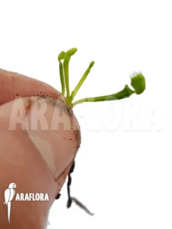 Venus Flytrap Dionaea Muscipula 'Splash' 'Starter'