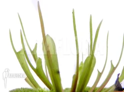 Venus Flytrap 'Dionaea Muscipula 'Stingray'' Starter -Green Haven Sales Store Dionaea muscipula Stingray 3