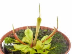 Venus Flytrap 'Dionaea Muscipula 'Stingray'' Starter -Green Haven Sales Store Dionaea muscipula Stingray 4
