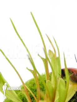 Venus Flytrap 'Dionaea Muscipula 'Stingray'' Starter -Green Haven Sales Store Dionaea muscipula Stingray 5