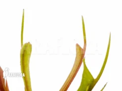 Venus Flytrap 'Dionaea Muscipula 'Stingray'' Starter -Green Haven Sales Store Dionaea muscipula Stingray 6