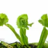 Venus Flytrap 'Dionaea Muscipula 'Tremor'