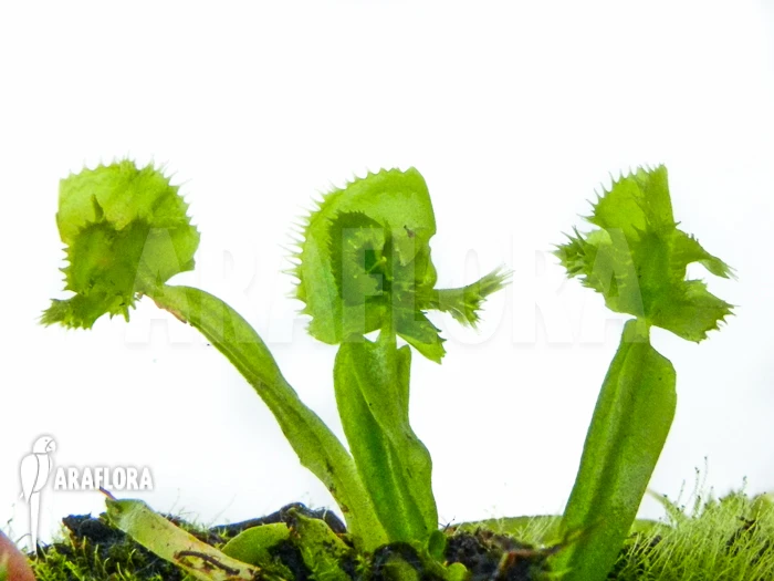 Venus Flytrap 'Dionaea Muscipula 'Tremor' 1 Venus Flytrap 'Dionaea Muscipula 'Tremor'