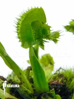 Venus Flytrap 'Dionaea Muscipula 'Tremor' Starter' -Green Haven Sales Store Dionaea muscipula Tremor 2 1