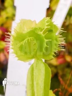 Venus Flytrap 'Dionaea Muscipula 'Tremor' 8 Venus Flytrap 'Dionaea Muscipula 'Tremor' -Green Haven Sales Store Dionaea muscipula Tremor 5