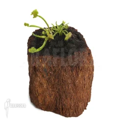 Venus Flytrap 'Dionaea Muscipula 'Tremor' 11 Venus Flytrap 'Dionaea Muscipula 'Tremor' -Green Haven Sales Store Dionaea muscipula Tremor 6