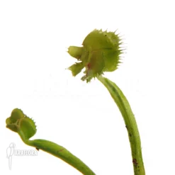Venus Flytrap 'Dionaea Muscipula 'Tremor' Starter' -Green Haven Sales Store Dionaea muscipula Tremor Starter 2