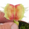 Venus Flytrap 'Dionaea Muscipula 'Trump''