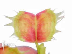 Venus Flytrap 'Dionaea Muscipula 'Trump'' -Green Haven Sales Store Dionaea muscipula Trump 2