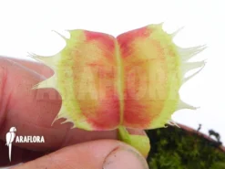 Venus Flytrap 'Dionaea Muscipula 'Trump'' -Green Haven Sales Store Dionaea muscipula Trump 3