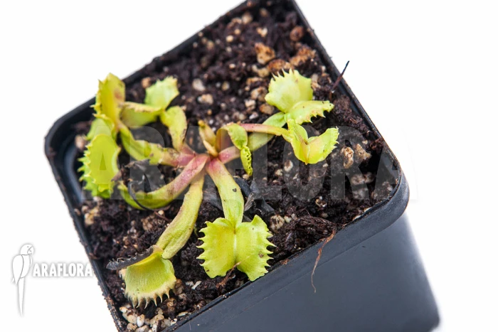 Venus Flytrap 'Dionaea Muscipula 'Werewolf' 4 Venus Flytrap 'Dionaea Muscipula 'Werewolf' - Image 4