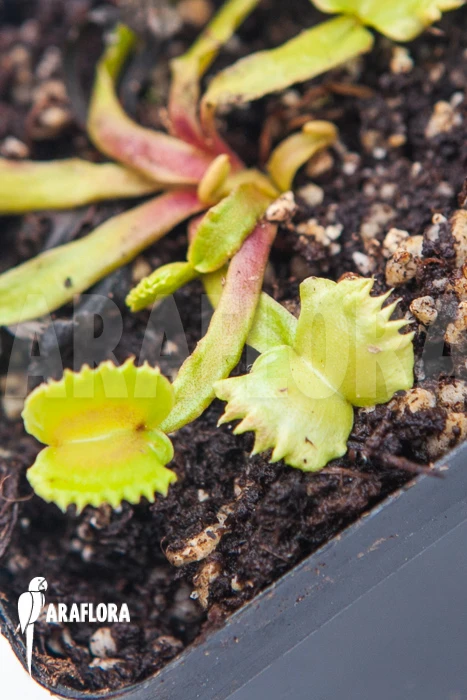 Venus Flytrap 'Dionaea Muscipula 'Werewolf' 3 Venus Flytrap 'Dionaea Muscipula 'Werewolf' - Image 3