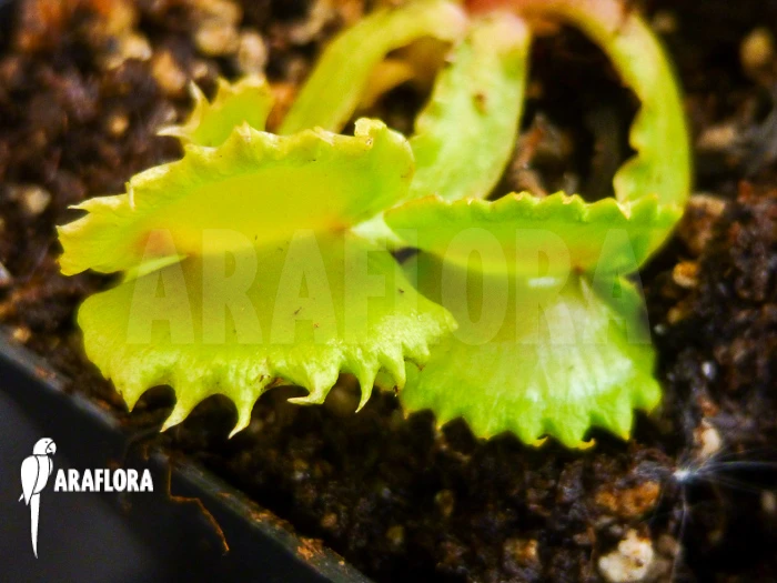 Venus Flytrap 'Dionaea Muscipula 'Werewolf' 1 Venus Flytrap 'Dionaea Muscipula 'Werewolf'