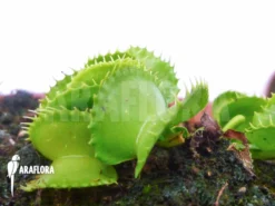 Venus Flytrap Dionaea Muscipula 'Werewolf Ara' -Green Haven Sales Store Dionaea muscipula Werewolf Ara 2