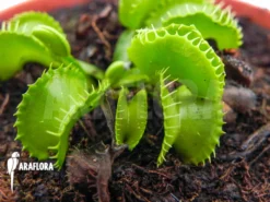 Venus Flytrap Dionaea Muscipula 'Werewolf Ara' -Green Haven Sales Store Dionaea muscipula Werewolf Ara 3