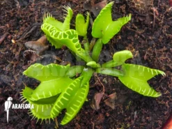 Venus Flytrap Dionaea Muscipula 'Werewulf Ara' -Green Haven Sales Store Dionaea muscipula Werewolf Ara 4 1