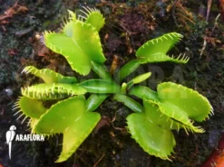 Venus Flytrap Dionaea Muscipula 'Werewolf Ara' -Green Haven Sales Store Dionaea muscipula Werewolf Ara 5