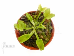 Venus Flytrap 'Dionaea Muscipula 'Werewolf' 'Starter''