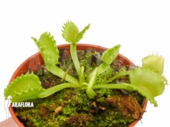 Venus Flytrap 'Dionaea Muscipula 'Werewolf' 'Starter'' -Green Haven Sales Store Dionaea muscipula Werewolf Starter 3
