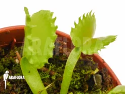 Venus Flytrap 'Dionaea Muscipula 'Werewolf' 'Starter'' -Green Haven Sales Store Dionaea muscipula Werewolf Starter 4