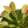 Venus Flytrap 'Dionaea Muscipula 'Whale'