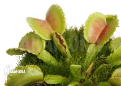 Venus Flytrap 'Dionaea Muscipula 'Whale'