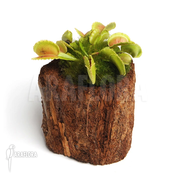 Venus Flytrap 'Dionaea Muscipula 'Whale' 2 Venus Flytrap 'Dionaea Muscipula 'Whale' - Image 2