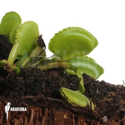 Venus Flytrap 'Dionaea Muscipula 'Whale' 8 Venus Flytrap 'Dionaea Muscipula 'Whale' -Green Haven Sales Store Dionaea muscipula Whale 4