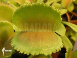 Venus Flytrap 'Dionaea Muscipula 'Whale' 9 Venus Flytrap 'Dionaea Muscipula 'Whale' -Green Haven Sales Store Dionaea muscipula Whale 6