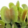 Venus Flytrap 'Dionaea Muscipula 'Whale' 'XL'