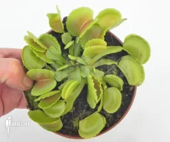 Venus Flytrap 'Dionaea Muscipula 'Whale' 'XL' -Green Haven Sales Store Dionaea muscipula Whale XL 2