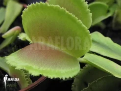 Venus Flytrap 'Dionaea Muscipula 'Whale' 'XL' -Green Haven Sales Store Dionaea muscipula Whale XL 3