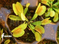 Venus Flytrap 'Dionaea Muscipula 'Whale' Starter