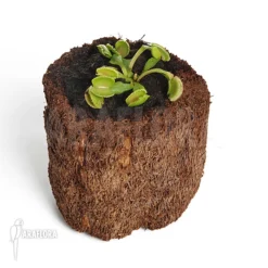 Venus Flytrap 'Dionaea Muscipula 'Wiki'